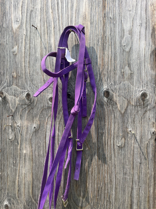 Purple headstall and reins