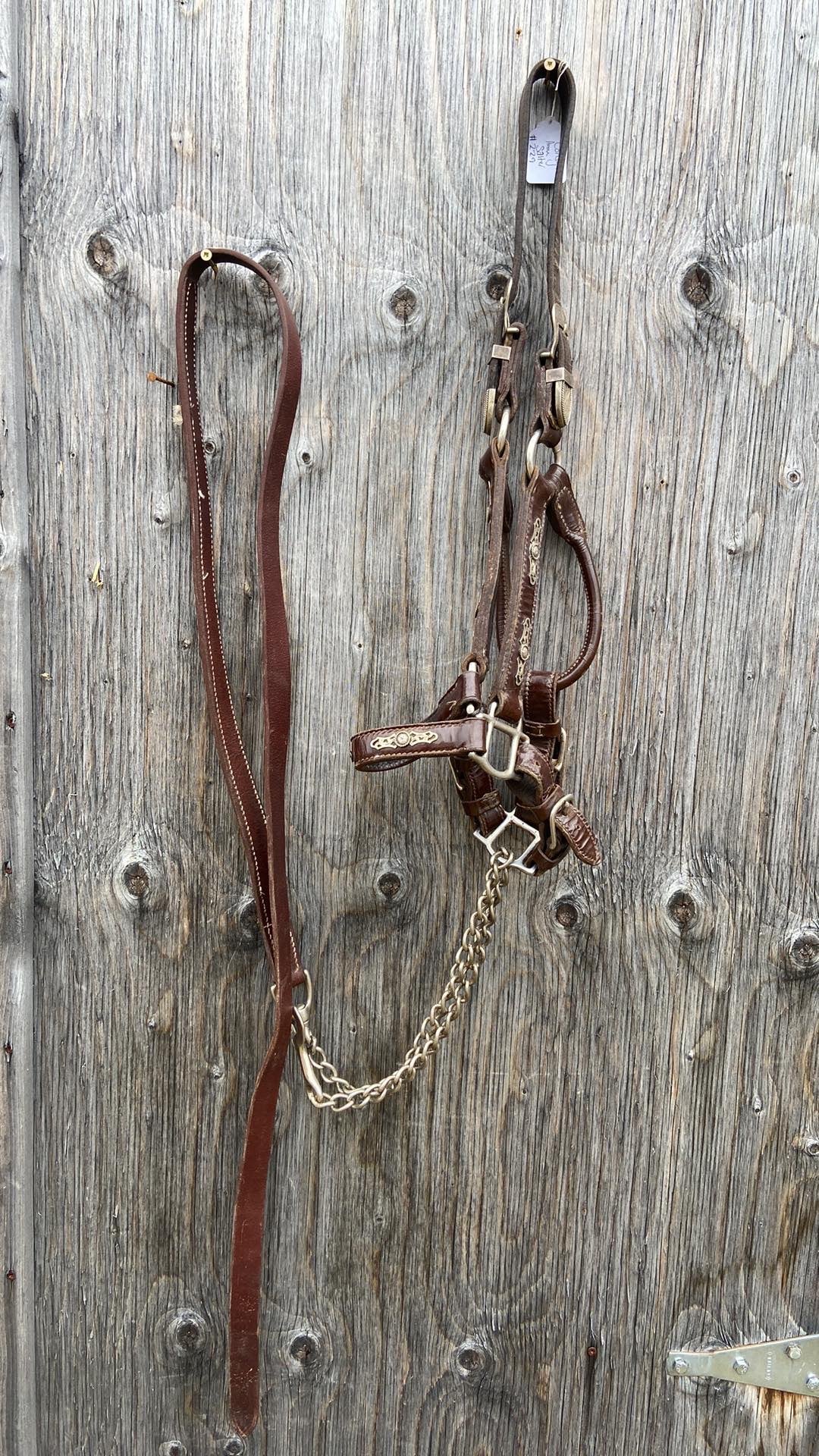 Cob size patent leather show halter with lead