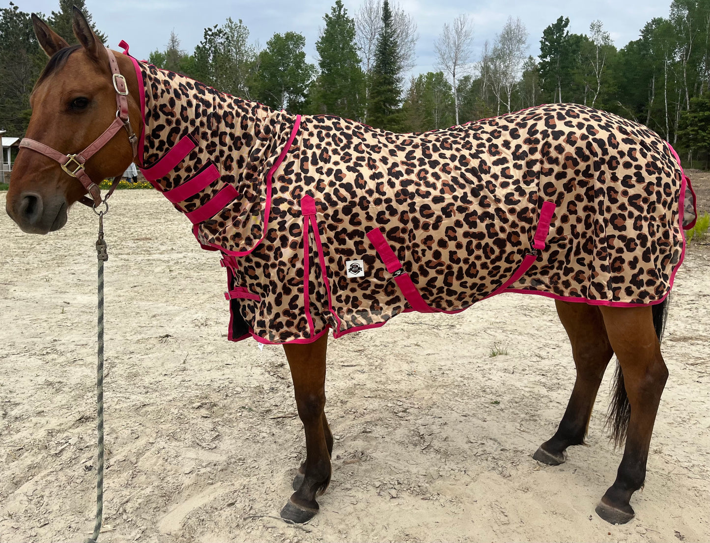 Cheetah print pink trim flysheet with neck
