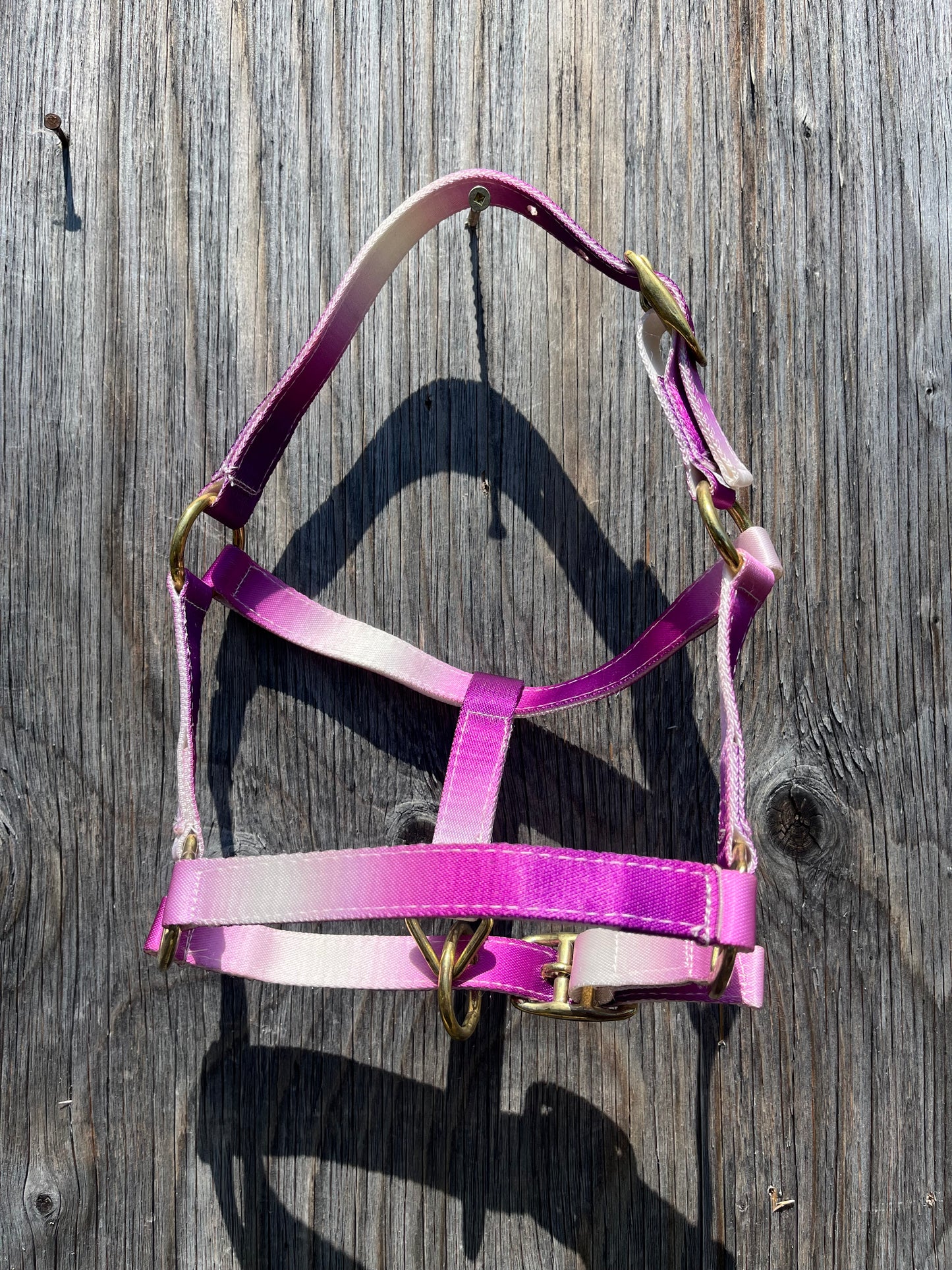 Mini/ foal halter