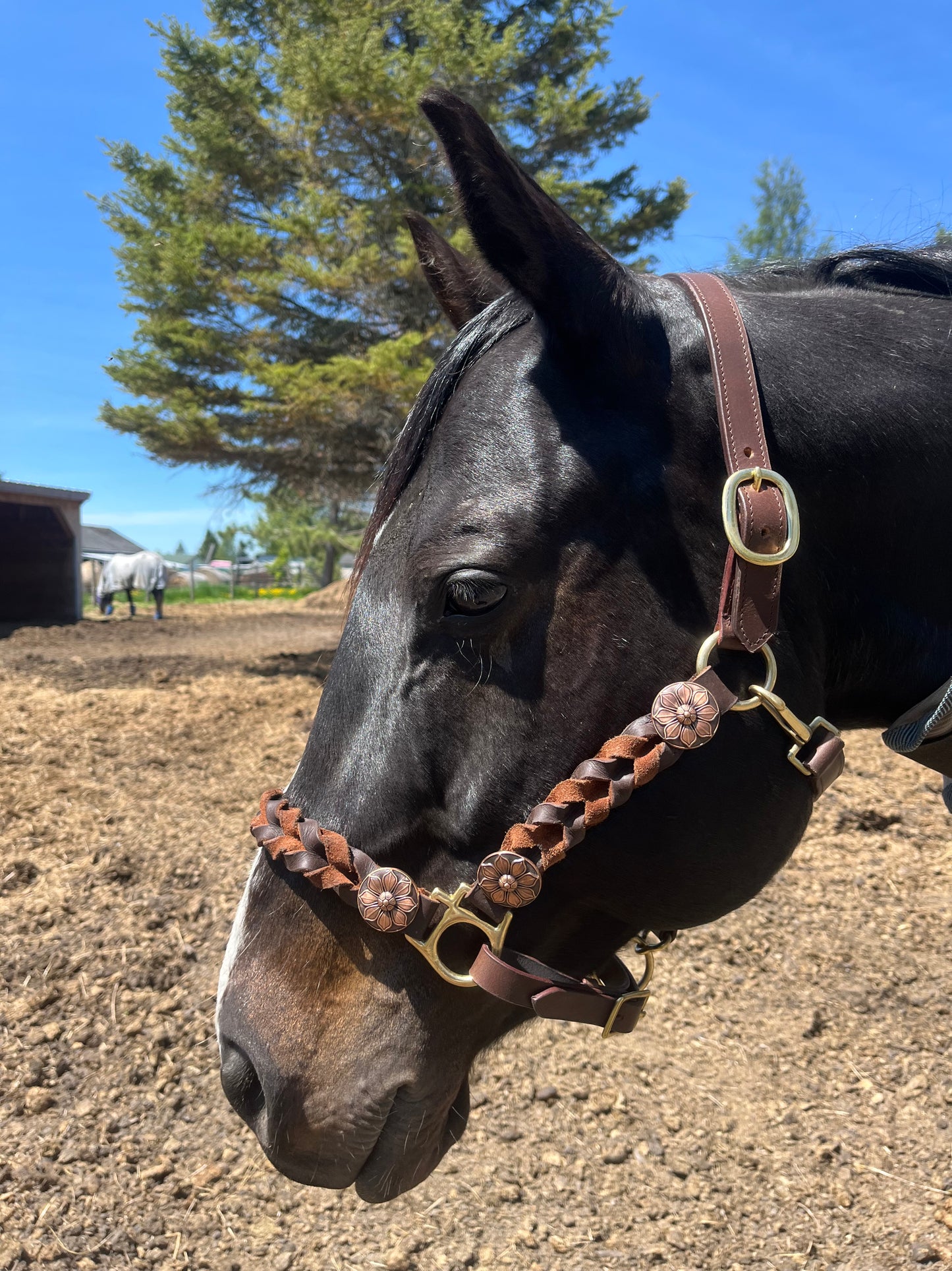 Braided leather halters with flower copper conchos