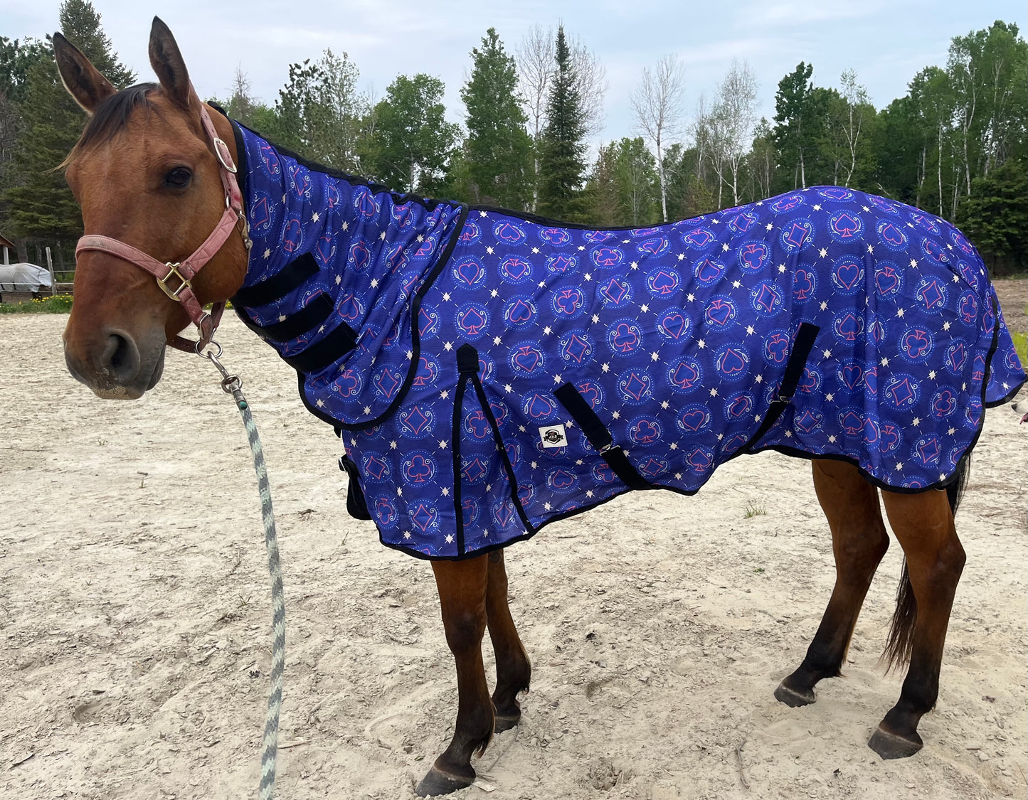 Purple suits flysheet