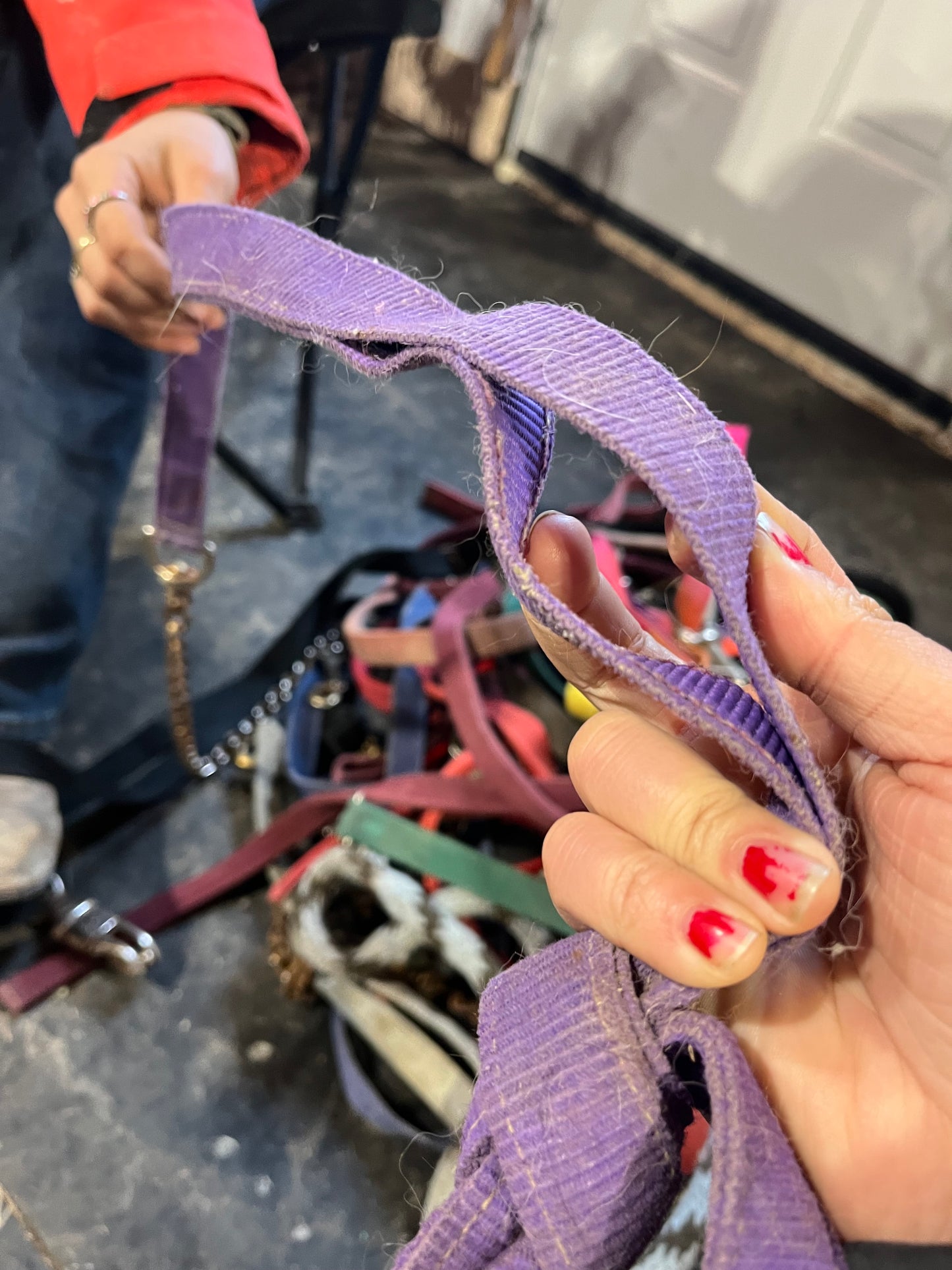 Purple nylon lead with chain
