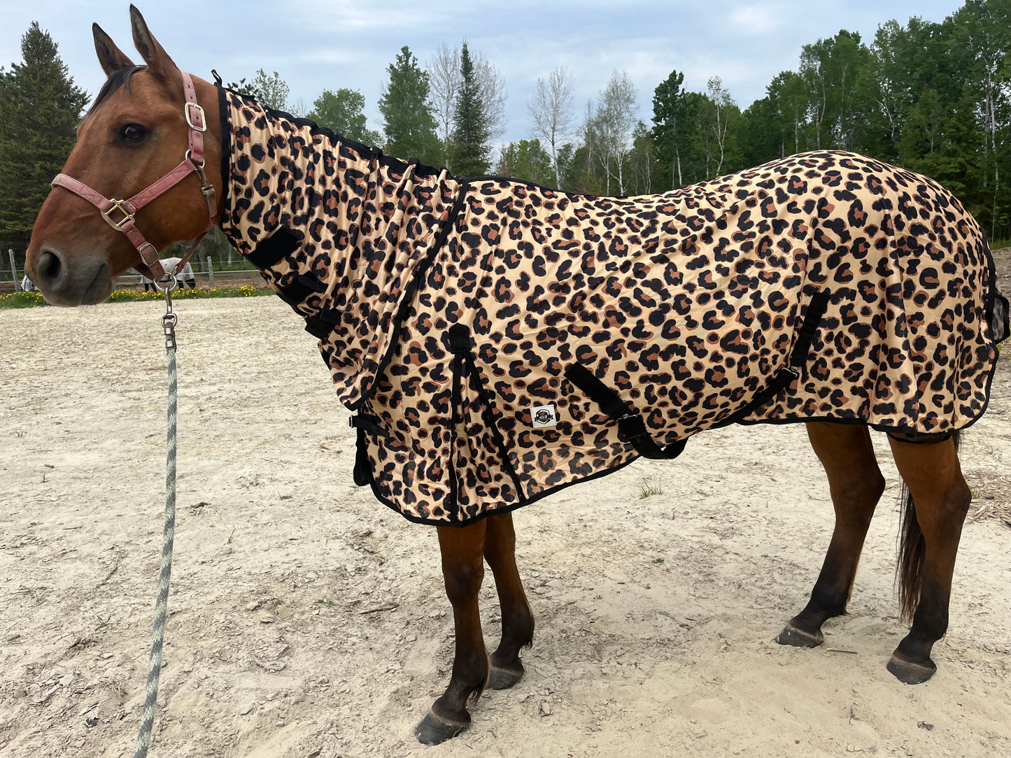 Cheetah print flysheet with neck black trim