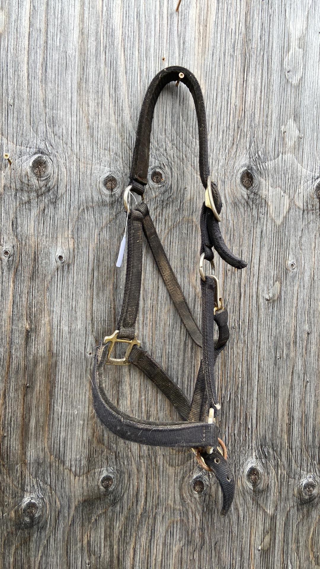 Black nylon halter appears full size