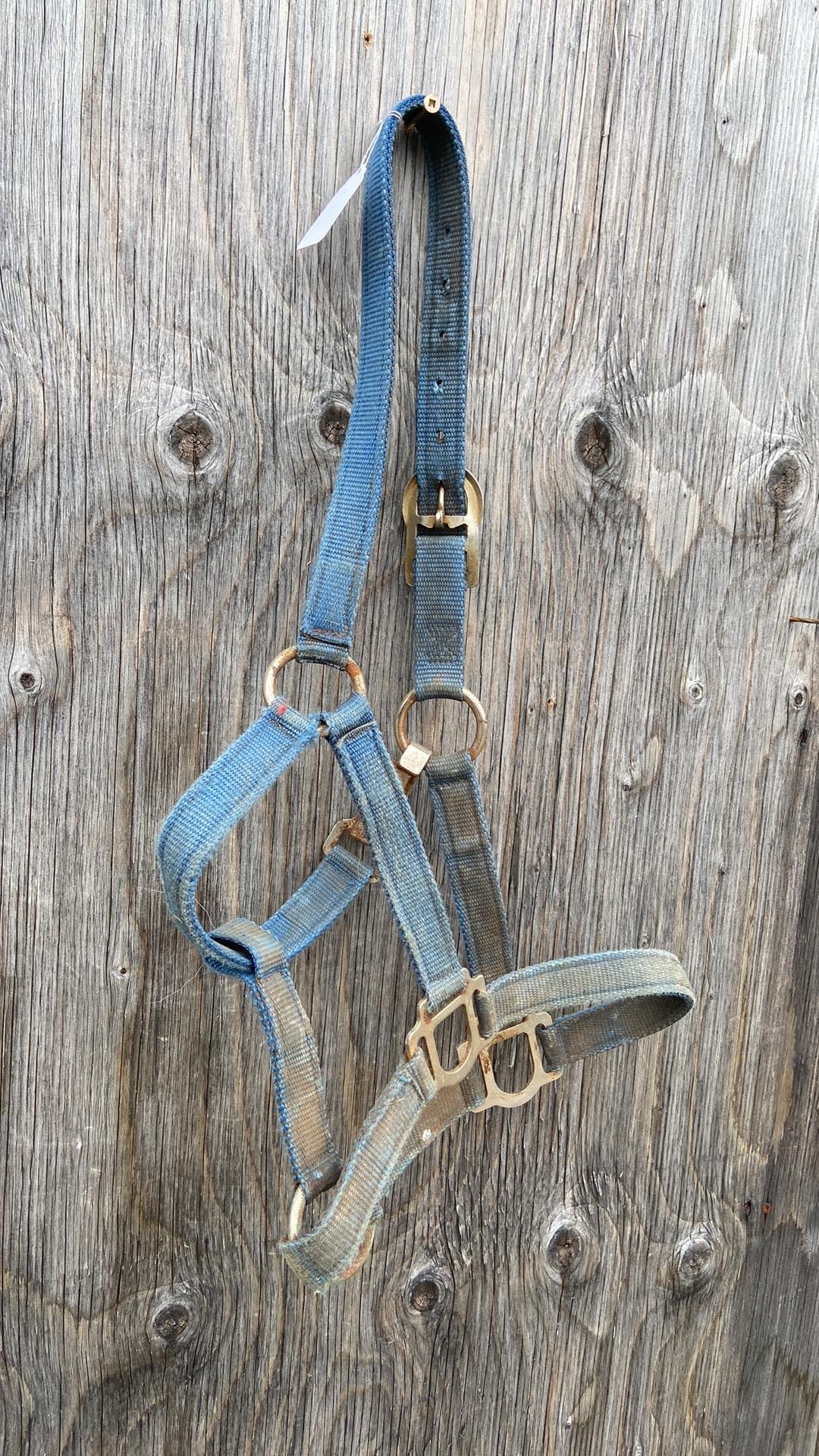 Cob size blue halter
