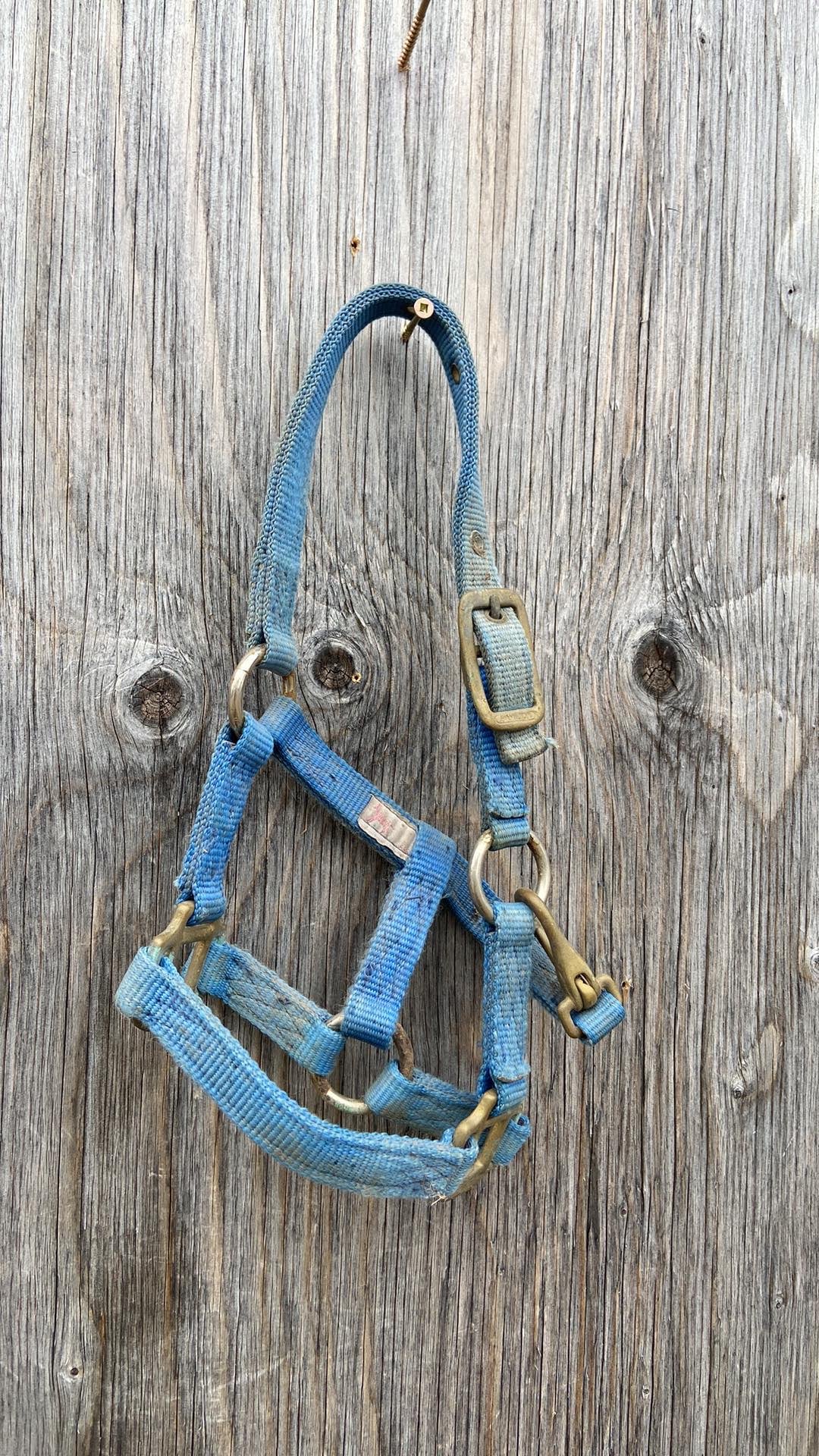 Foal size halter
