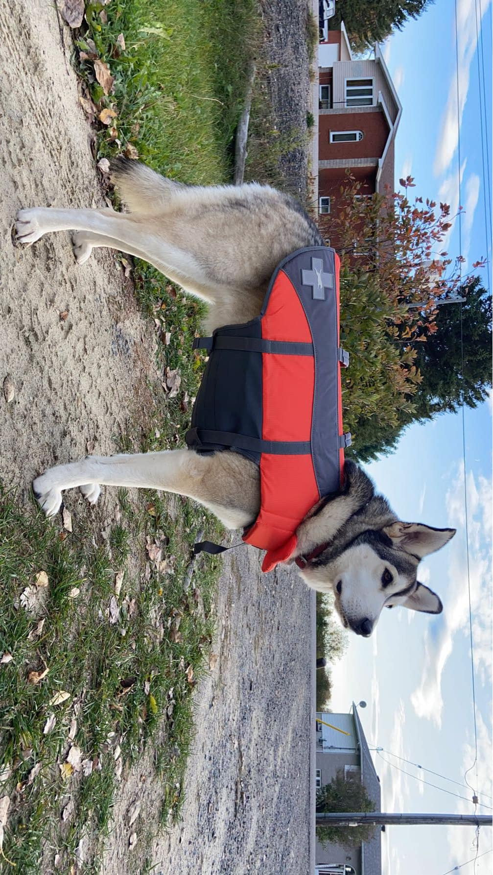 X-Large reflective dog life jacket