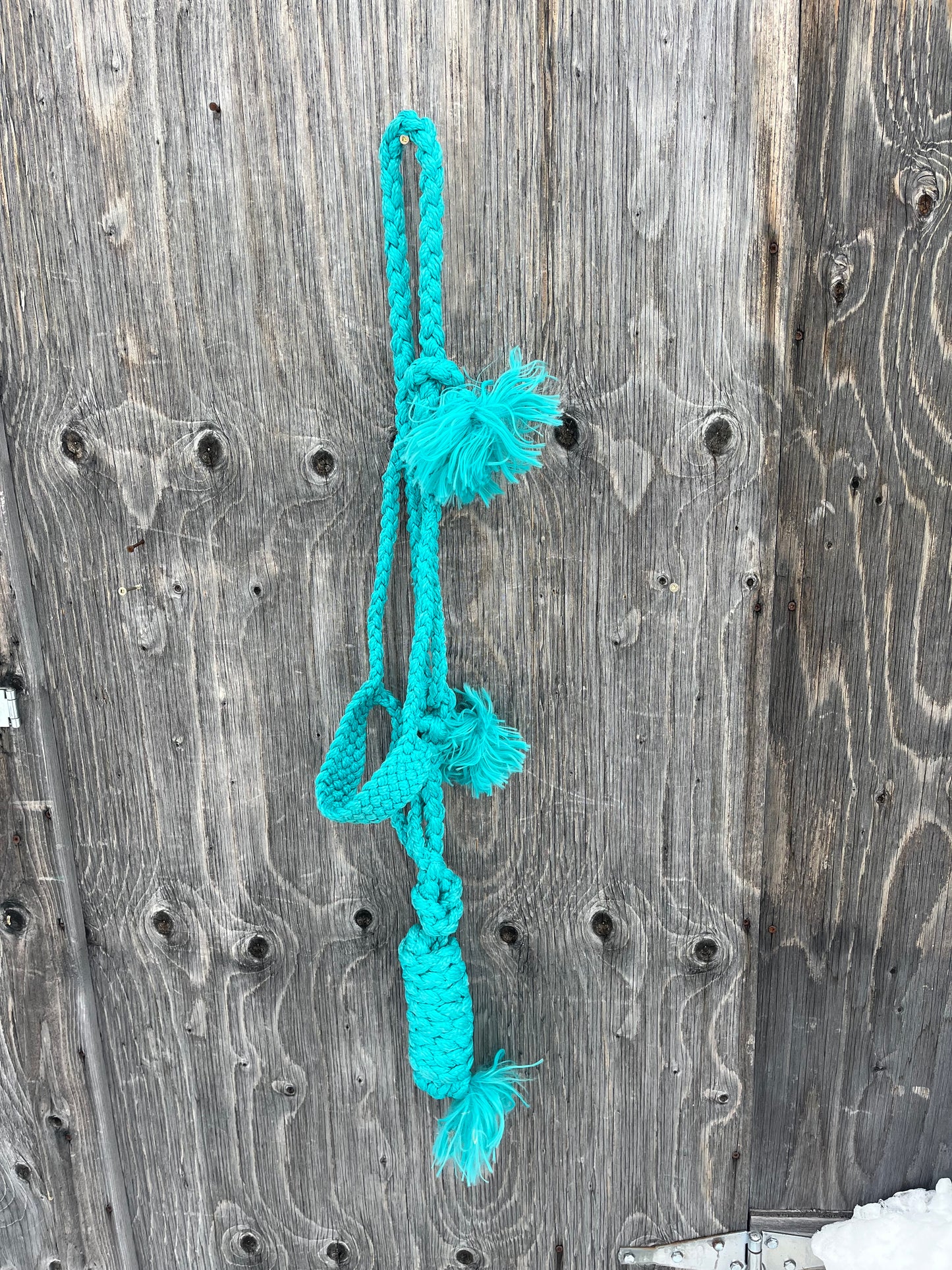 Teal mule tape halter with lead