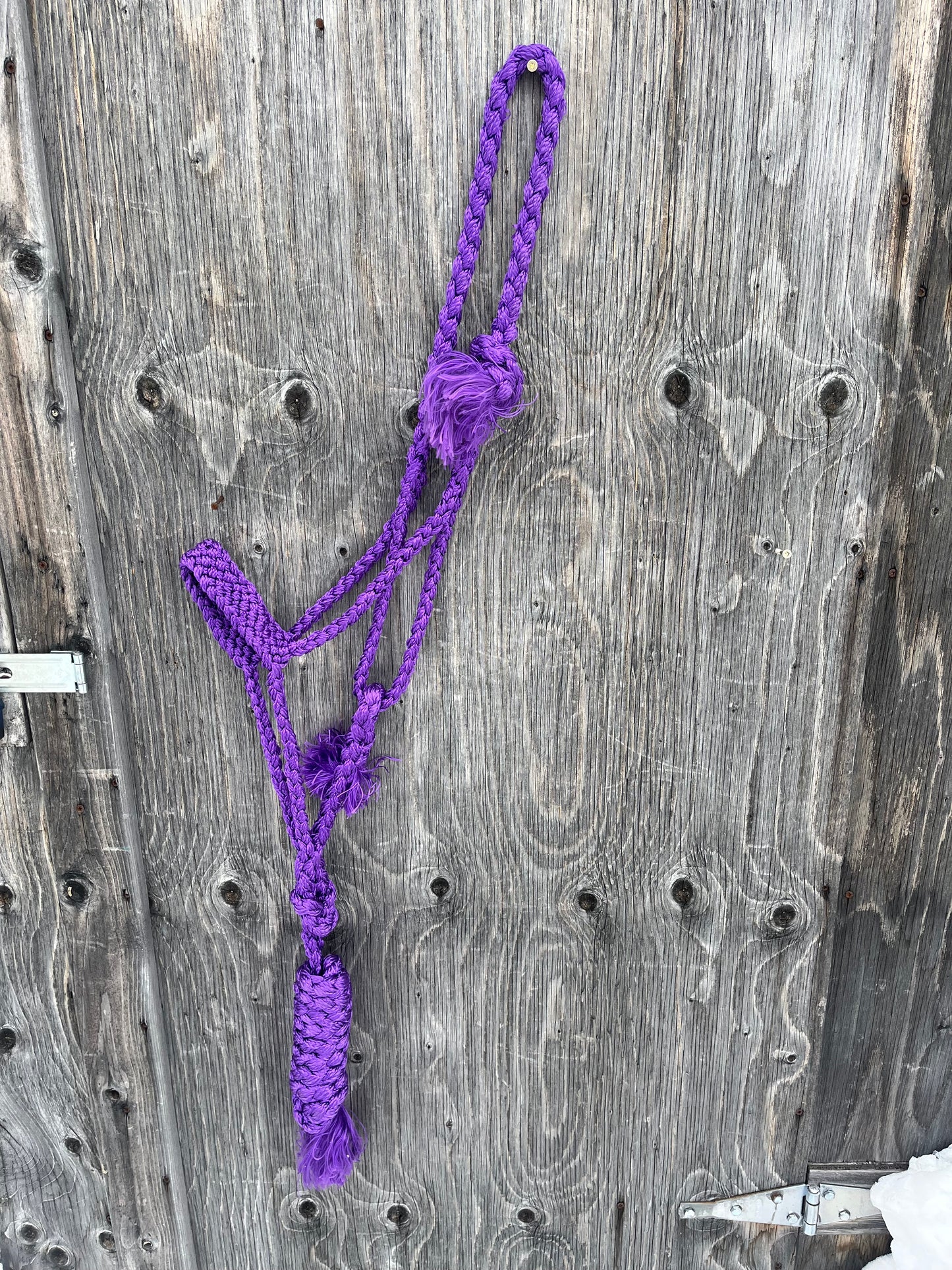 Purple mule tape halter with lead