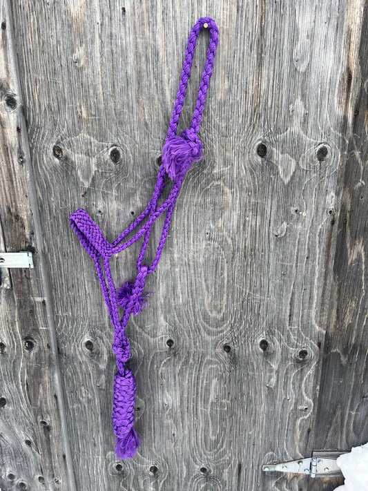 Purple mule tape halter with lead