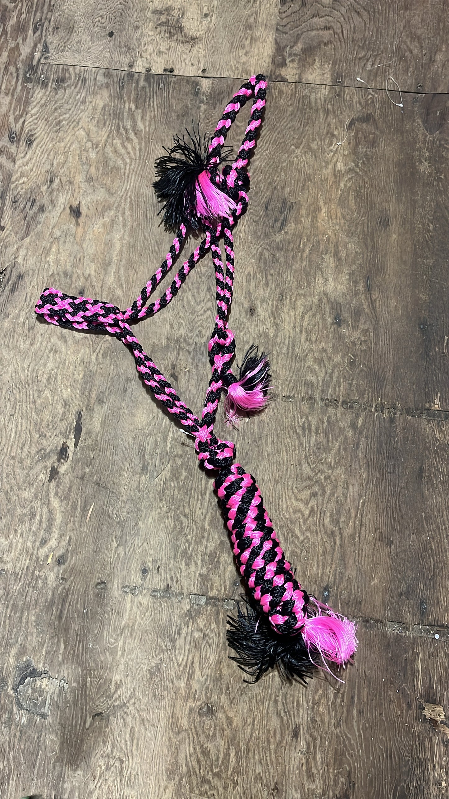 Pink black Muletape halter with lead