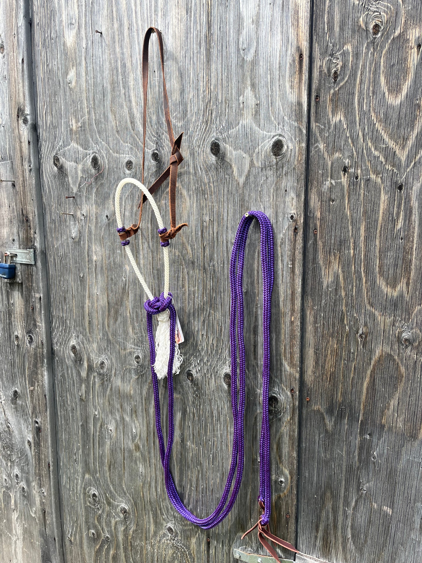 Purple loping hack with split reins