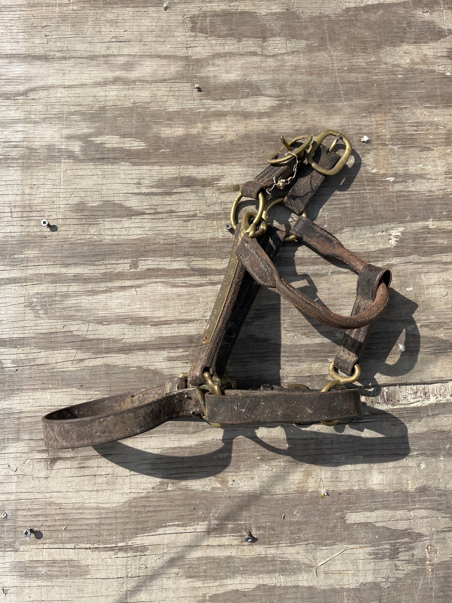 Leather halter needs crown piece added, dirty and has name plate