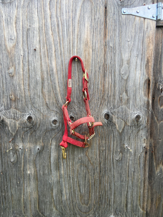 Used mini foal halter