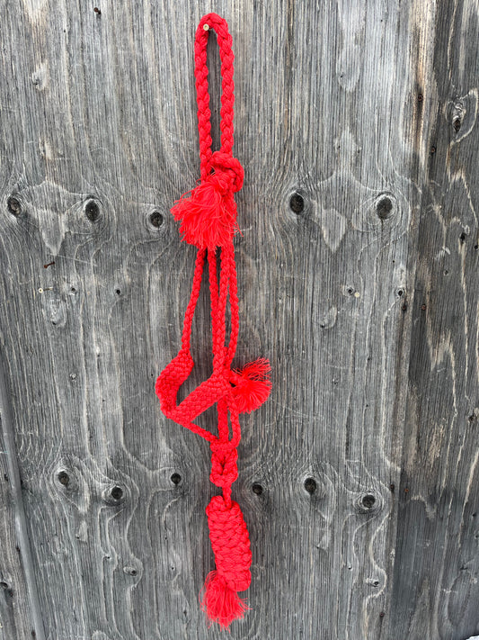 Red mule tape halter with lead