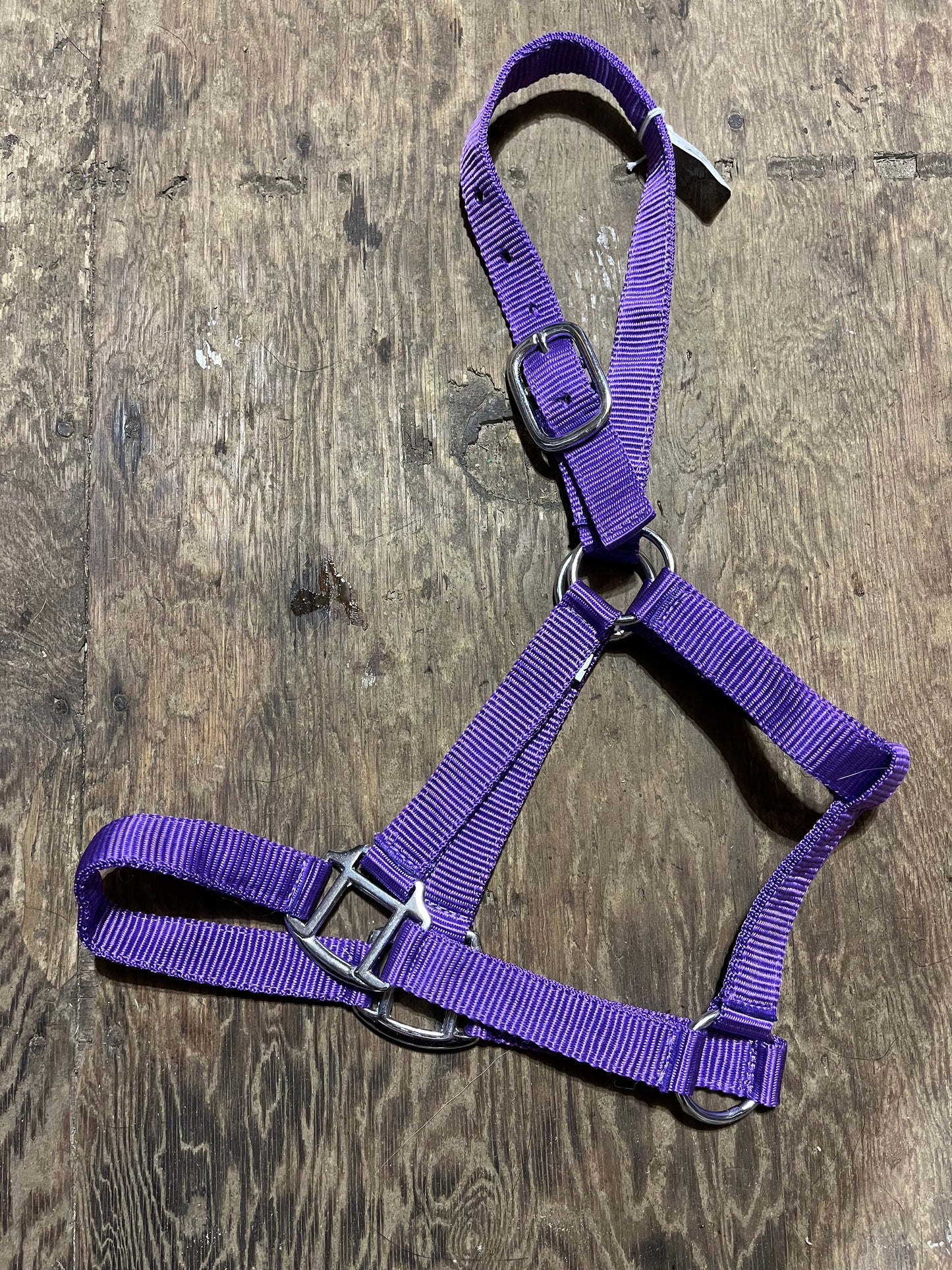 Purple pony halter