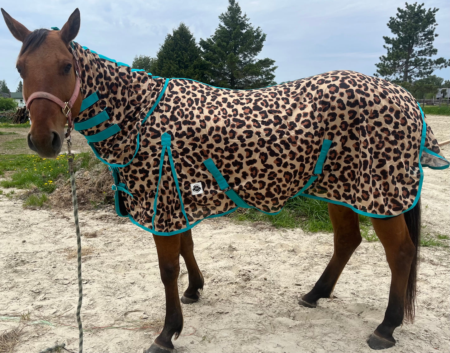 Cheetah print flysheet with neck teal trim