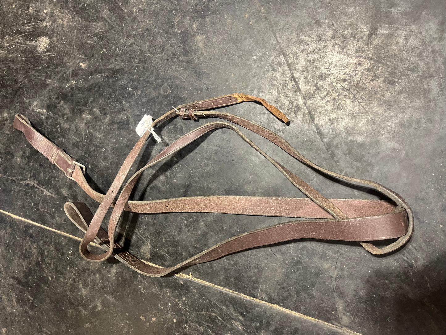 Standing martingale has chew mark cosmetic