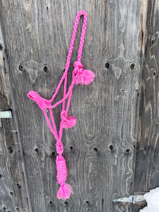 Pink mule tape halter with lead