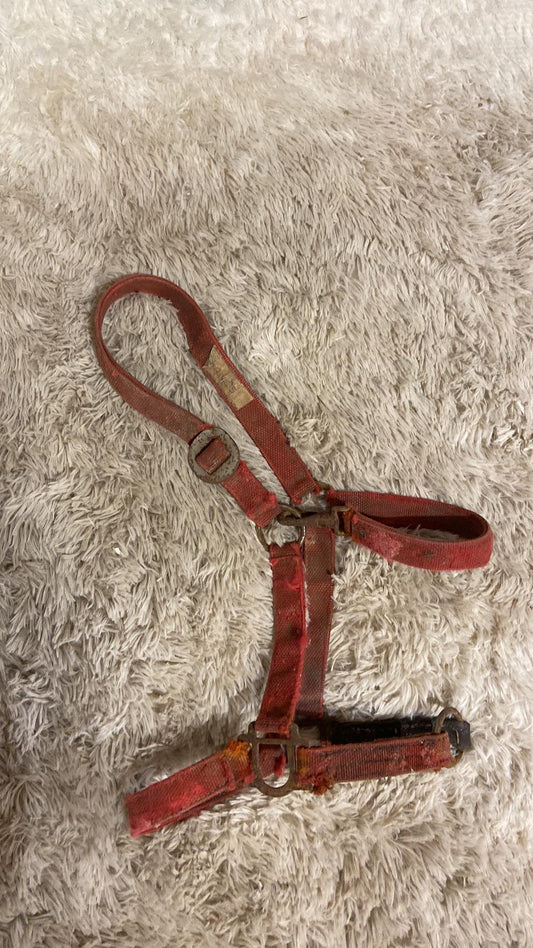 Well used halter