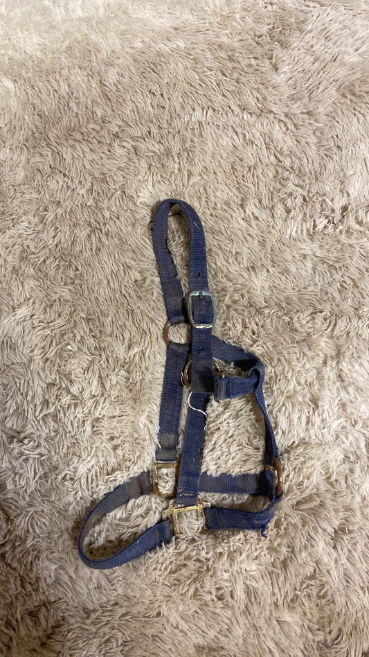 Used halter looks pony size
