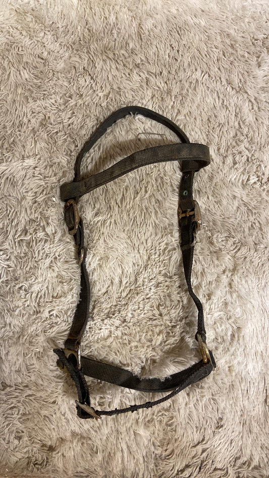 Halter bridle