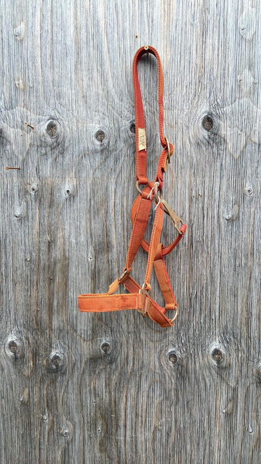 Average horse faded red halter