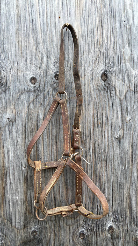 Cheap thin well used leather halter well cracked