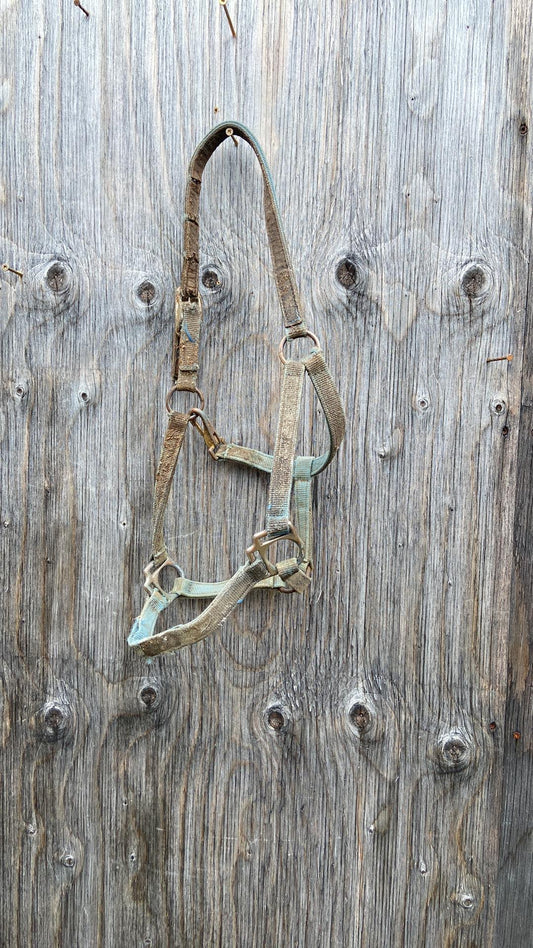 Well used halter dirty