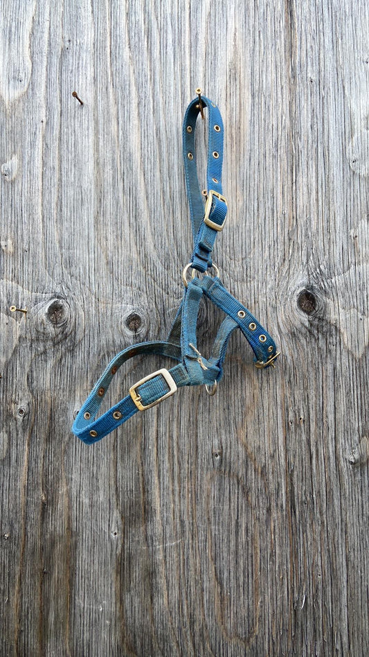 Used foal halter