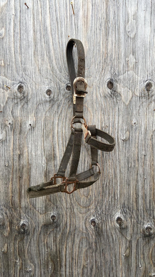 Well used yearling halter