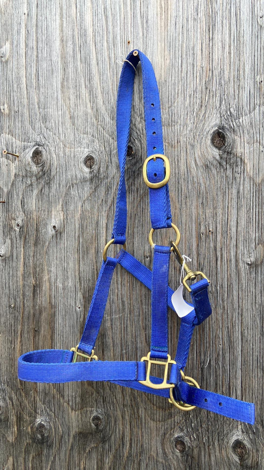 Cob size blue halter