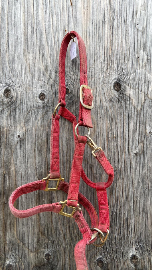 Horse size red halter