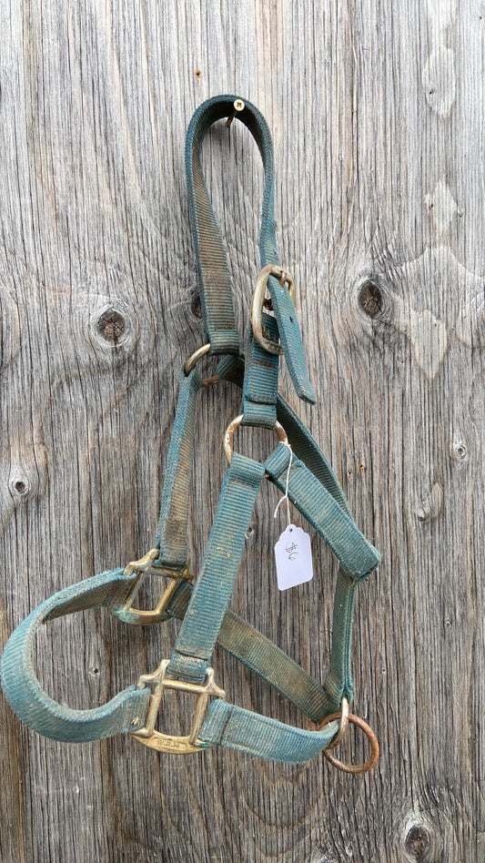 Appears large pony size