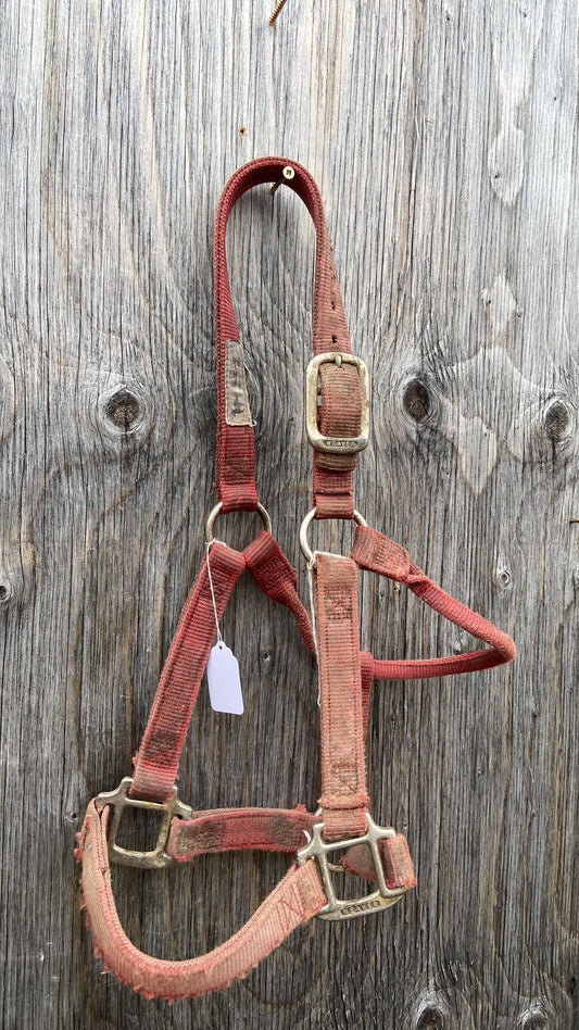 Weaver small horse halter