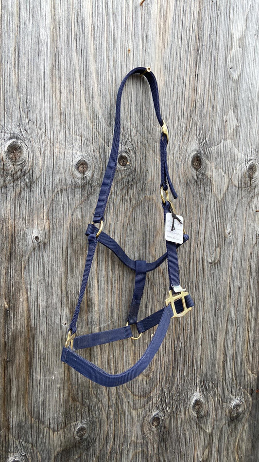 Blue pony halter