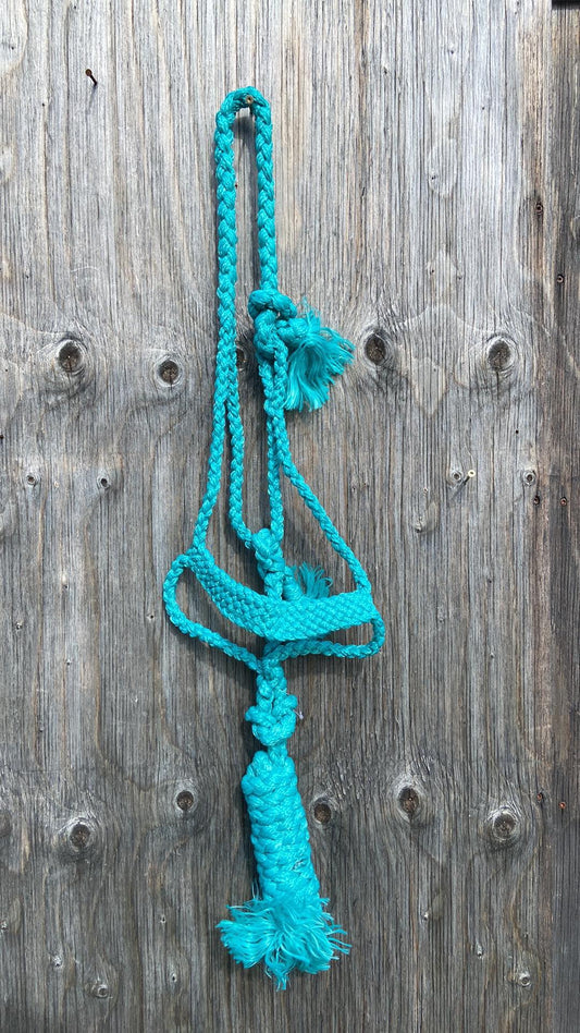 Teal muletape halter with lead