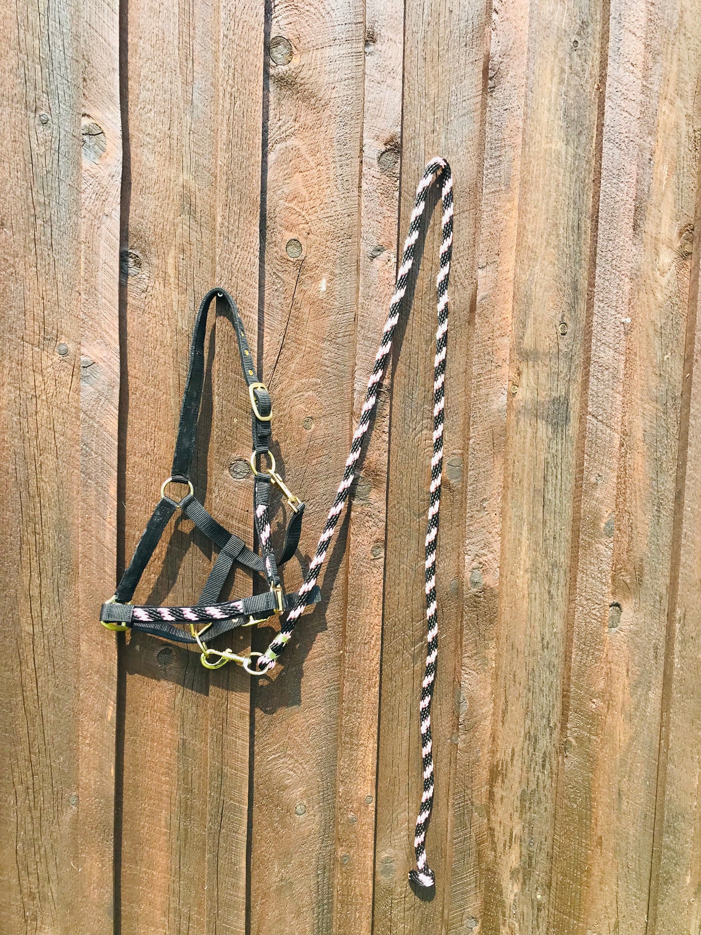 Cob size pink and black halter and lead set new