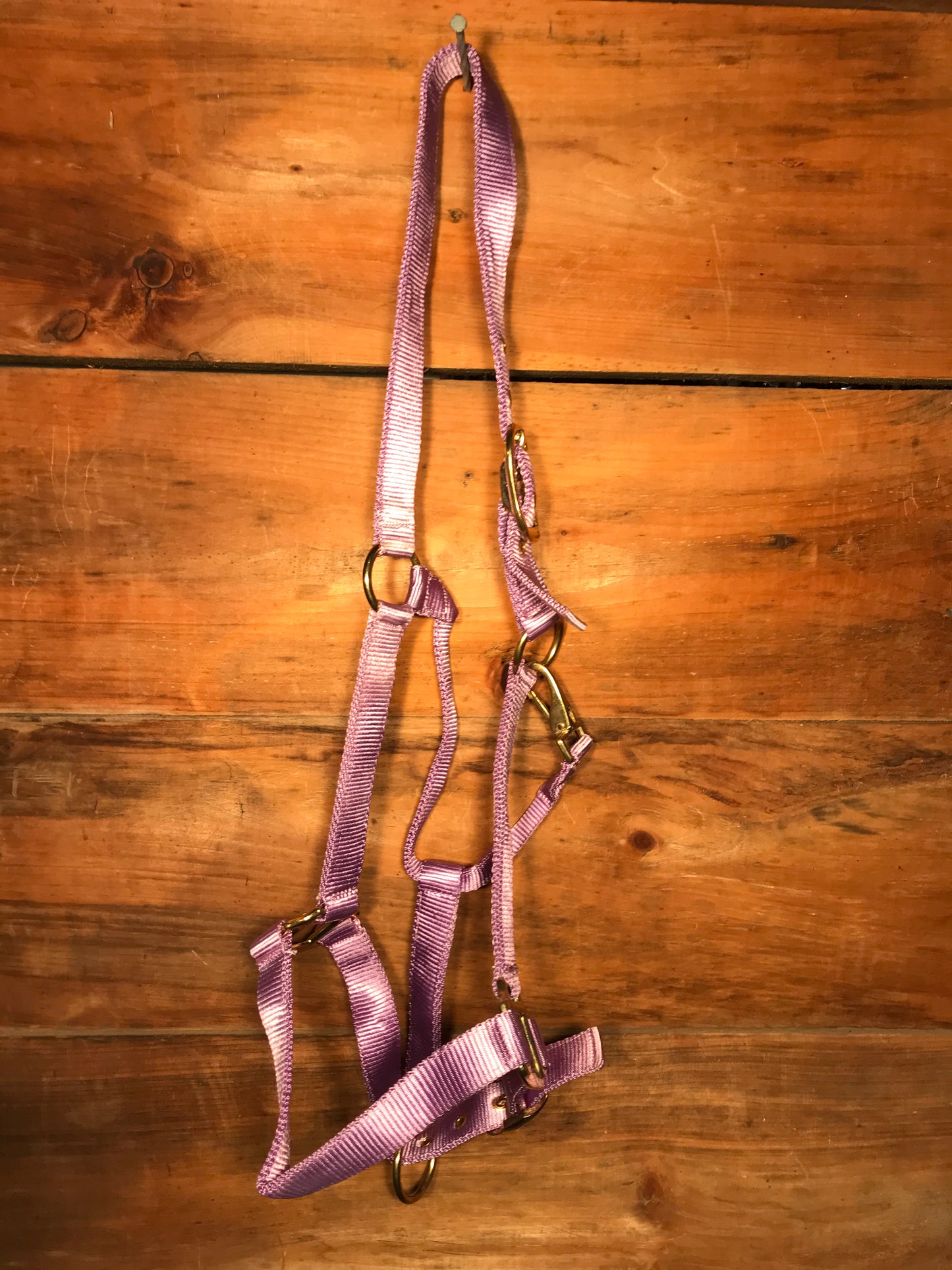 Purple full size nylon halters with snaps